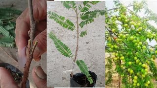 AonlaIndian gooseberry plant grafting tipsAmla plant me Grafting karne ka simple tarika [upl. by Isaacson]