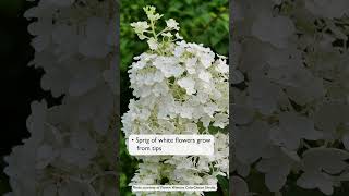 🌸 Our Stauffers Favorites – Puffer Fish Hydrangeas 🌸 [upl. by Arlie323]