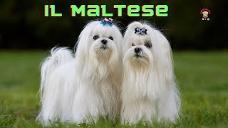 Il Maltese un cane per tutti [upl. by Laetitia]