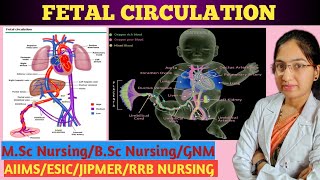 Fetal Circulation  Embryology  Fetoplacental Circulation  Circulatory System  Detail explanation [upl. by Pollyanna]