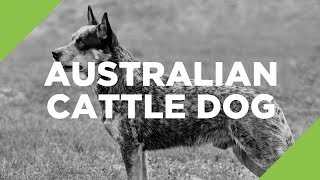 Australian Cattle Dog  The Ultimate Guide [upl. by Artap]