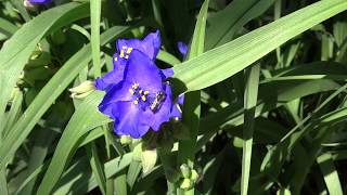 Spider lily flower spiderwortTradescantia x andersonianaKerti Tradeszkanciakerti pletyka [upl. by Brie429]