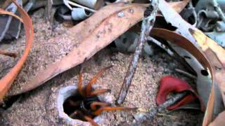 Trapdoor spider Australia [upl. by Christine147]