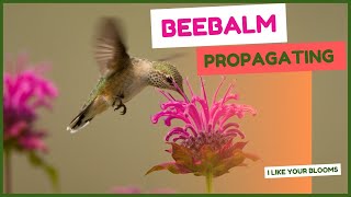 Beebalm  Propagating  How to [upl. by Krein686]