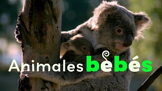 Bebes Australianas  Bebés de Animales  Temporada 1 Episodio 8 [upl. by Wallinga]