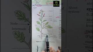 flowering plant  morphology ncert imp diagram class 11th ncert biology neet2025 aiims mbbs [upl. by Norrie226]