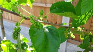 Mulberry illinois everbearing covered in flowers container grown UK [upl. by Latonia]