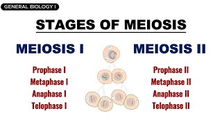 GENERAL BIOLOGY I  MEIOSIS [upl. by Gniy]