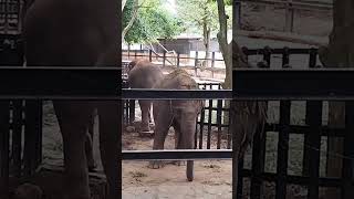 Biological park Bangalore😍🤩elephant [upl. by Avir]