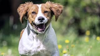 ¿Conoces la raza de perro Spaniel Bretón 🐾​ Curiosidades de esta raza tan elegante [upl. by Einhpad965]