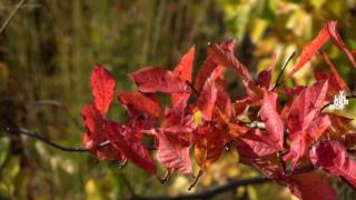 Autumn 2016 in Vlinderhof [upl. by Attennot]