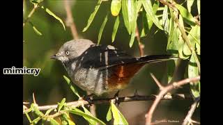 Chestnut vented Tit babbler call and subsong mimicry [upl. by Lucias]