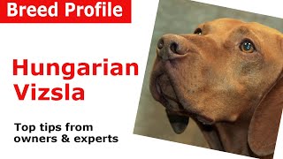 Hungarian Vizsla Dog Breed Guide [upl. by Vail789]