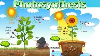 Photosynthesis [upl. by Gaw]