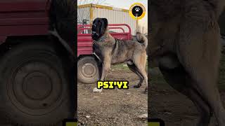 KANGAL MI YOKSA KURT MU DAHA GÜÇLÜ  kangal kurt [upl. by Maleeny]