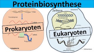 Proteinbiosynthese  Prokaryoten und Eukaryoten im Vergleich [upl. by Aneleasor]