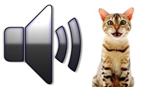 Cat Meowing  Sound Effect  Download [upl. by Arelus457]