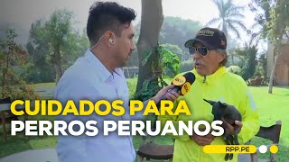 ¿Qué cuidados necesita el perro peruano [upl. by Ibur]