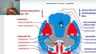 Anatomy of CNS Module in Arabic 2024 Pathway of conscious proprioception Dr Wahdan [upl. by Jacy]