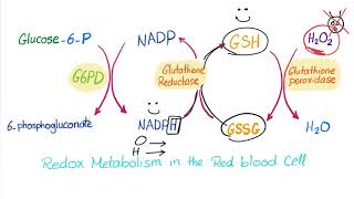 Glucose6phosphate Dehydrogenase G6PD Enzyme  ROS Scavenger Biochemistry amp Hematology [upl. by Anirba]