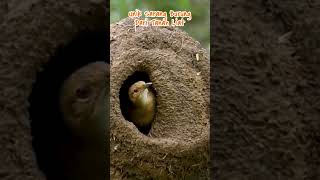 Sarang burung ovenbird unik dari tanah liat shorts caripedia yearofyou [upl. by Agiaf]