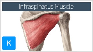 Infraspinatus Muscle  Origin Insertion amp Function  Human Anatomy  Kenhub [upl. by Anuaik531]