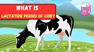 What Is Lactation Period Of Cow  Cow Milk Production Period [upl. by Aronoff657]