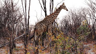 Many giraffes Giraffa camelopardalis encounters Okavango Delta Botswana [upl. by Whitcher]