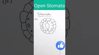 shorts biology openstomata  How to draw Open Stomata  Stomata [upl. by Held]