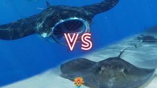 Giant Stingray VS Manta Ray Who Will Win The Fight [upl. by Duile]