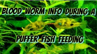 What The Heck Are Blood Worms And Why Should I Feed Them To My Fish  Frozen vs Live  Biology [upl. by Torp]