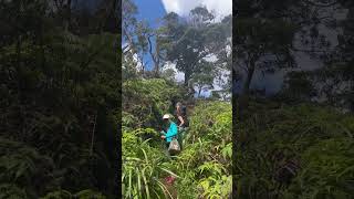 Exploring in Hawaiian island shortviral hikingadventures hiking subscriber [upl. by Sucramaj]