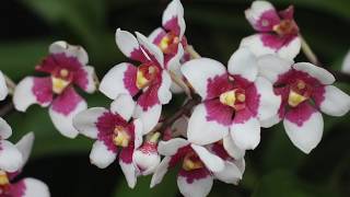 Sarcochilus Orchid Collection Varieties and Breeding [upl. by Vasiliu]