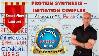 Protein Synthesis Initiation Complex Basics🩺 [upl. by Donavon]