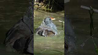 un tuffo in acqua  splash spalsh tuffo littleduck moorhen [upl. by Ynttirb]