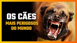 Os Cães Mais Perigosos do Mundo [upl. by Dorahs]