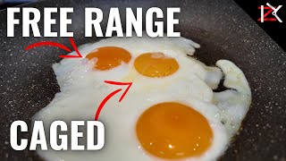 How To Know The Egg Codes  Golden Free Range Eggs vs Caged Eggs [upl. by Atiuqnahs]