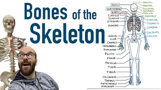 Bones of the Skeleton [upl. by Ion]