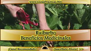 Ruibarbo Beneficios Medicinales [upl. by Adlig83]