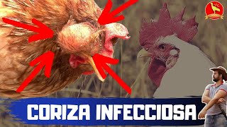 Como prevenir doenças comuns em galinha CORIZA INFECCIOSA E GOGO [upl. by Eimmot]