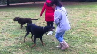 Crazy Doberman attacks owner [upl. by Notnel]