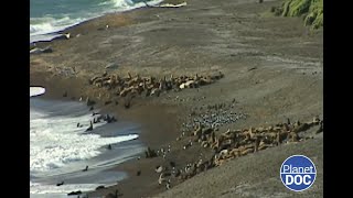 Refugio único para la fauna salvaje de Sudamérica así es la Península Valdés DOCUMENTAL COMPLETO [upl. by Farica]