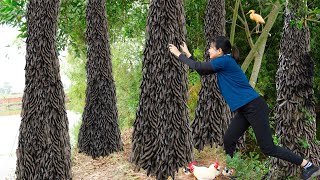 Harvesting Bo Ket Fruit Gleditsia Fruit Goes to the market sell amp Cooking  Luyến  Harvesting [upl. by Otrevire216]