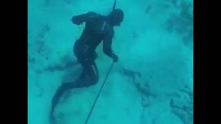 Pole Spearfishing in the Bahamas [upl. by Kamal]