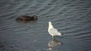 Ring billed Gull walking [upl. by Ahsahtan]