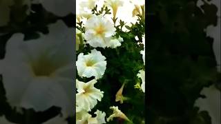 Petuniya plant care tips in potspetunia flower seeds growingyoutubeshorts [upl. by Josee867]