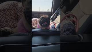 When Your Dogs Breathing Matches The Idle Of Your Truck funny duramaxdiesel frenchbulldog funny [upl. by Honor]