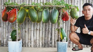 The Secret To Growing Watermelon At Home Produces Lots Of Big And Sweet Fruit [upl. by Siugram]