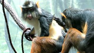 Watch Monkeys Remove Ticks At The Bronx Zoo [upl. by Leahcimal]