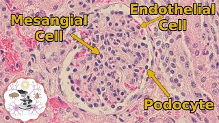 Kidney Histology  The Glomerulus  Another One Bites the Tuft [upl. by Chiaki]